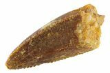 Serrated, Raptor Premaxillary Tooth - Real Dinosaur Tooth #268372-1